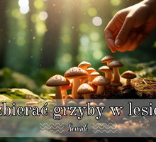 Sennik grzyby zbierać w lesie