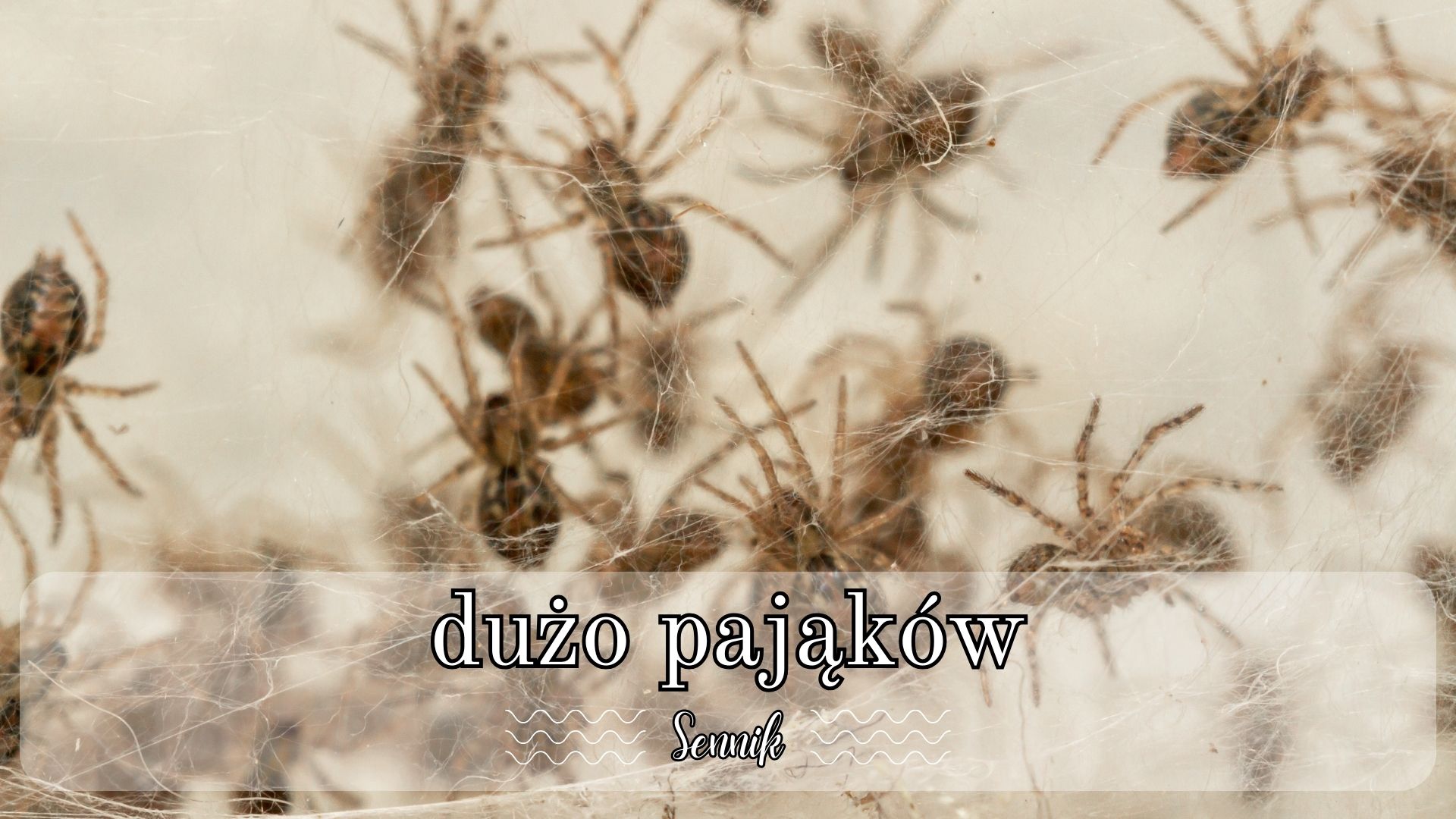Sennik dużo pająków