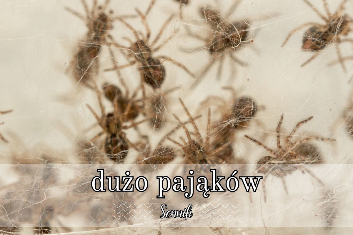 Sennik dużo pająków