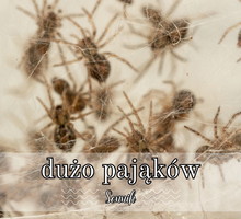 Sennik dużo pająków