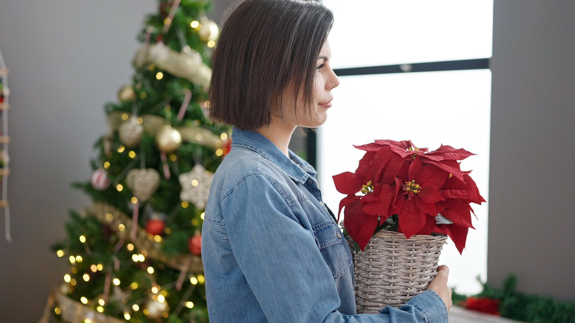 Gdy gwiazda betlejemska gubi liście