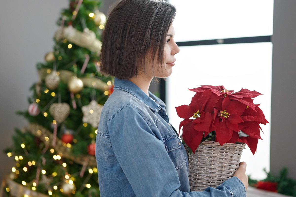 Gdy gwiazda betlejemska gubi liście