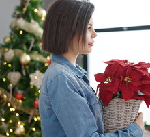 Gdy gwiazda betlejemska gubi liście