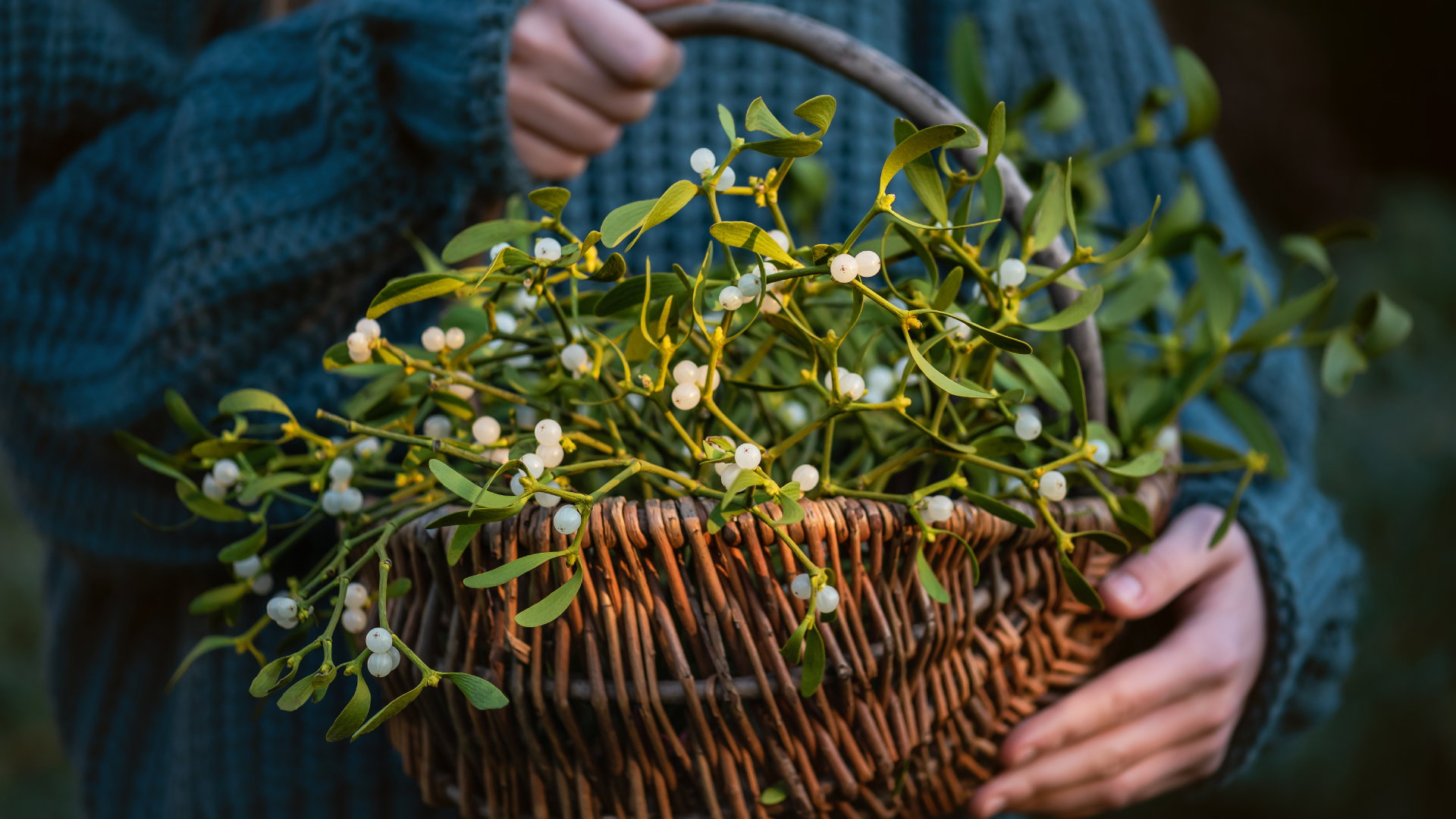 Jemioła w domu ściągnie pecha