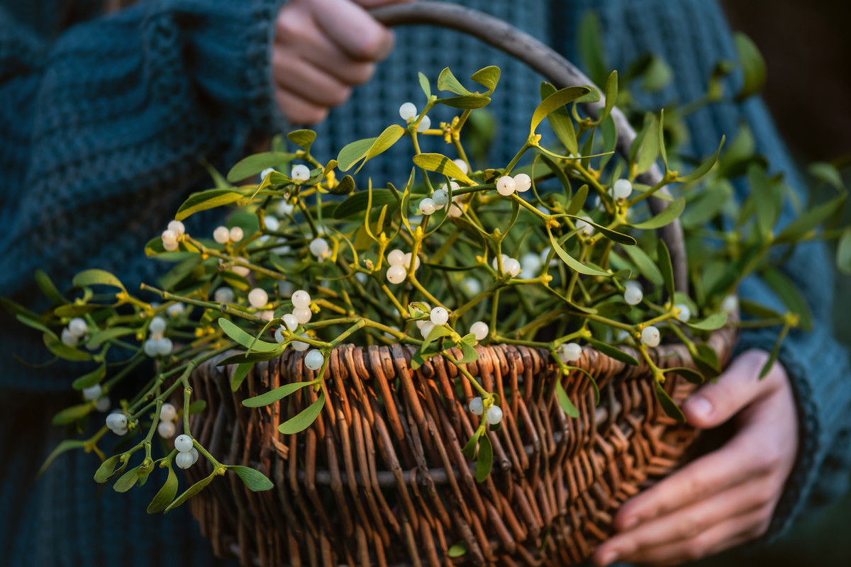 Jemioła w domu ściągnie pecha
