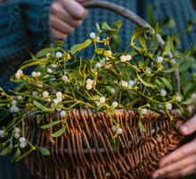Jemioła w domu ściągnie pecha