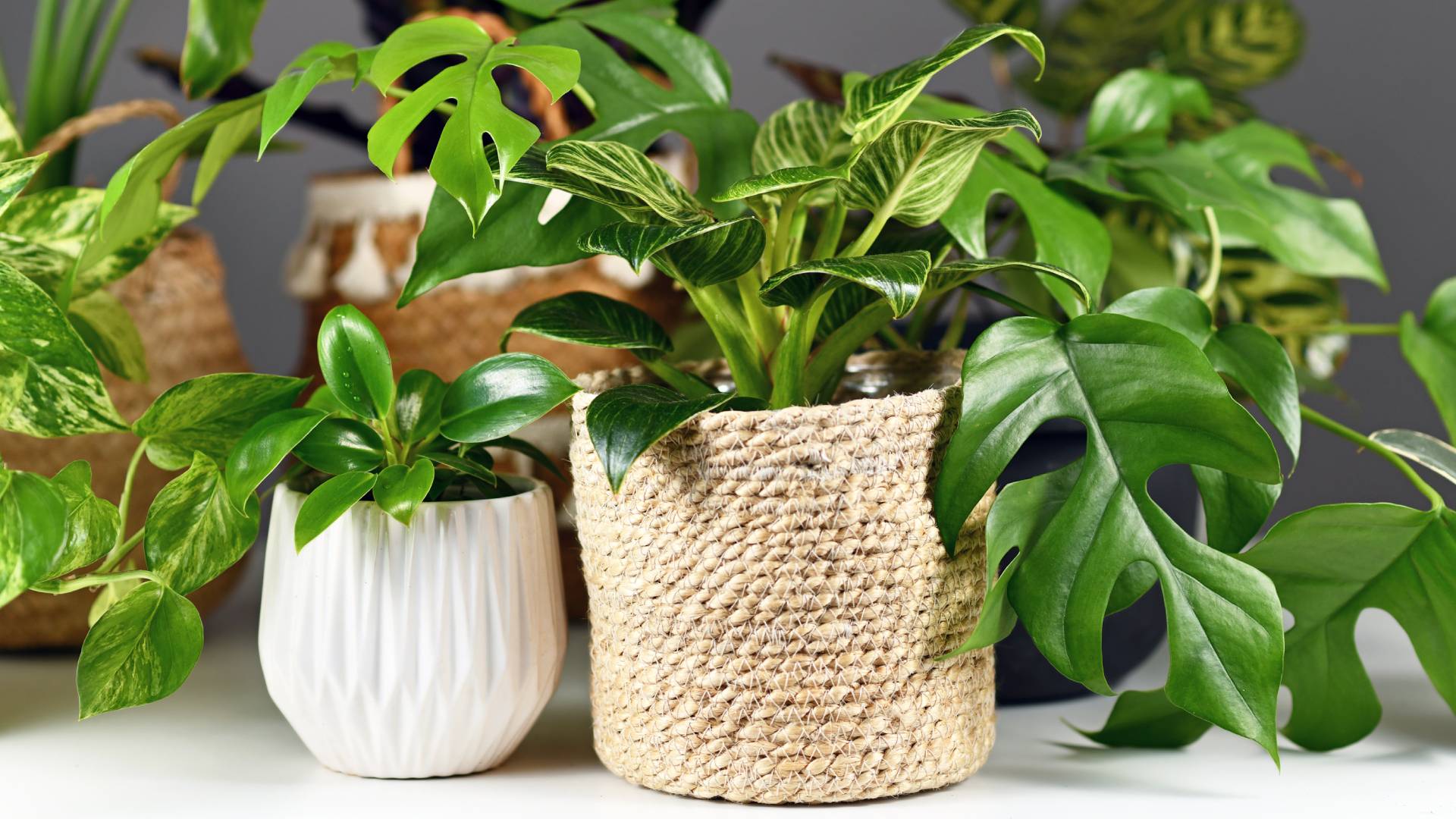 Rytuał na pieniądze z użyciem liścia monstery dziurawej