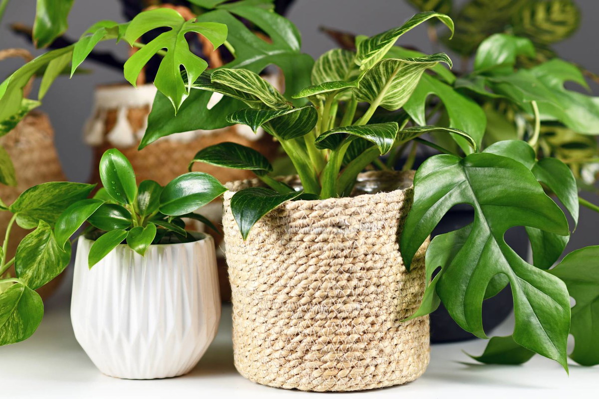 Rytuał na pieniądze z użyciem liścia monstery dziurawej