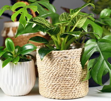 Rytuał na pieniądze z użyciem liścia monstery dziurawej