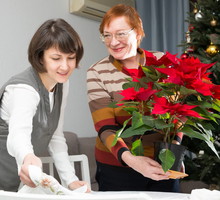 Gwiazda betlejemska przyciąga szczęście i miłość. Ale tylko pod 1 warunkiem
