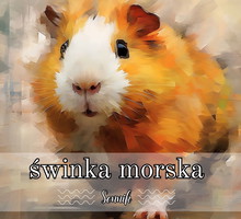Sennik świnka morska