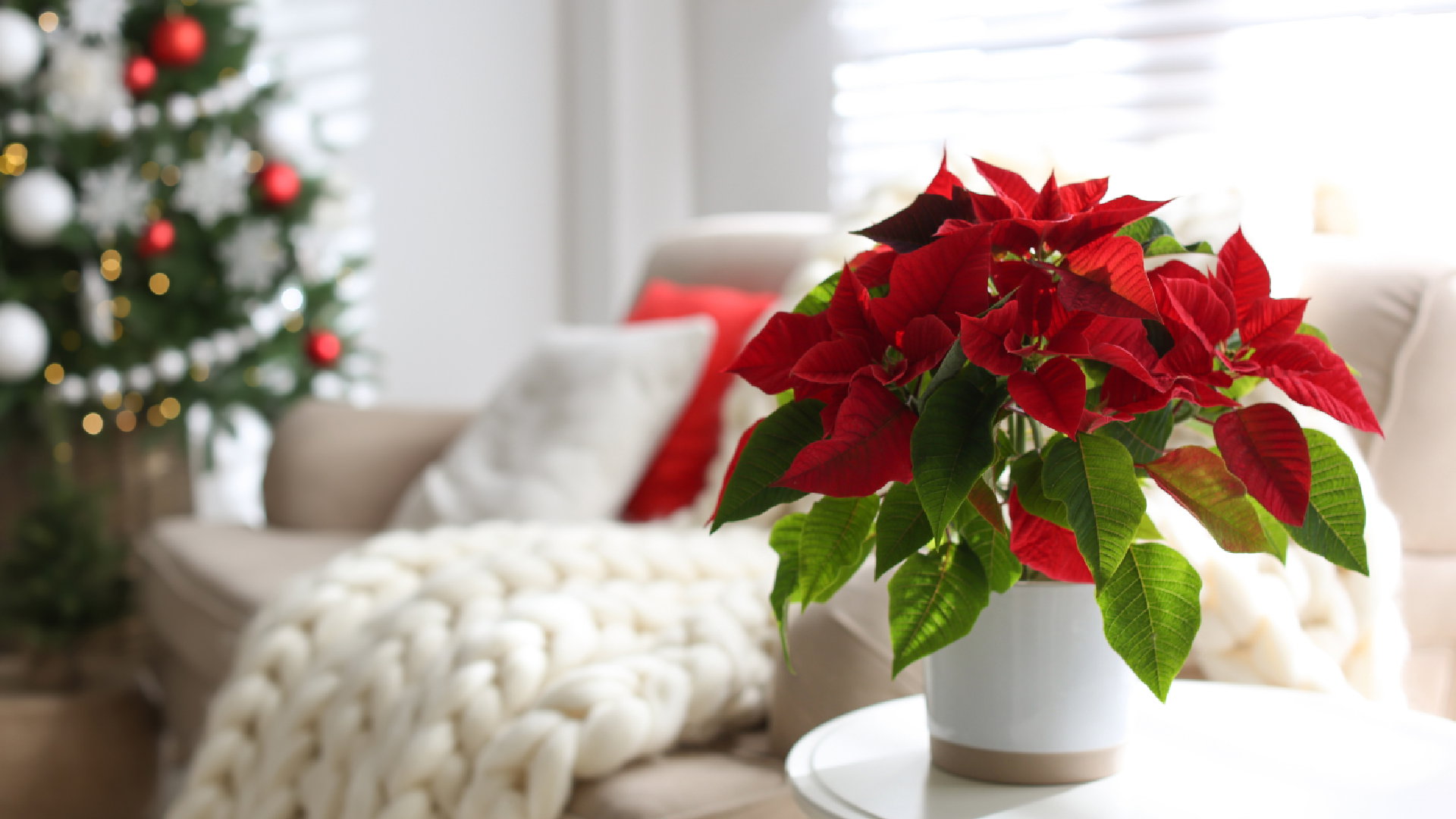 Gwiazda Betlejemska przynosi pecha