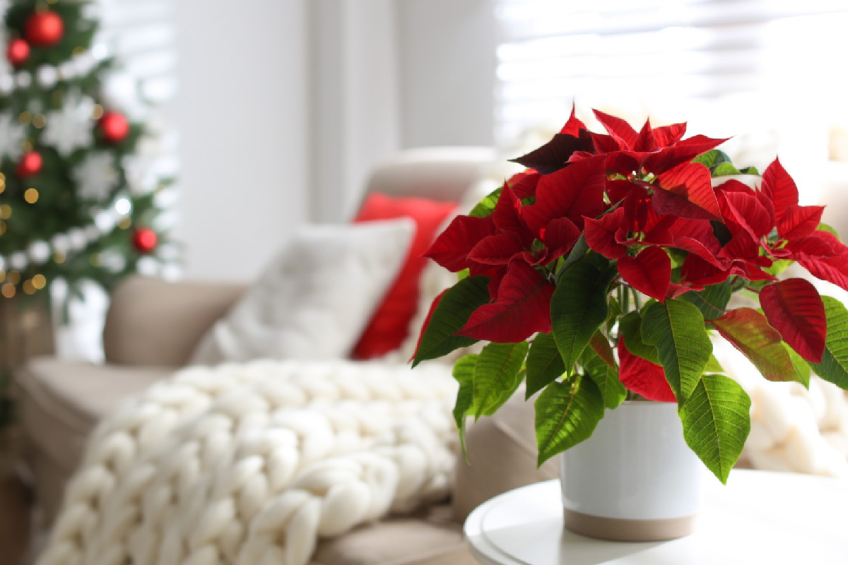 Gwiazda Betlejemska przynosi pecha