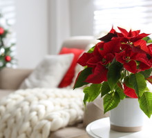 Gwiazda Betlejemska przynosi pecha