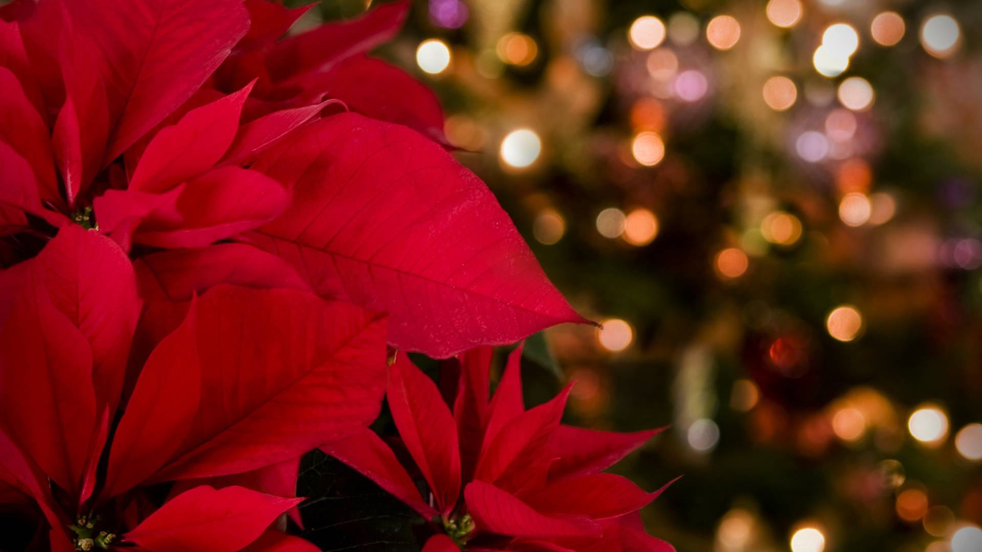 wiazda betlejemska przyciąga pieniądze i pomnaża szczęście