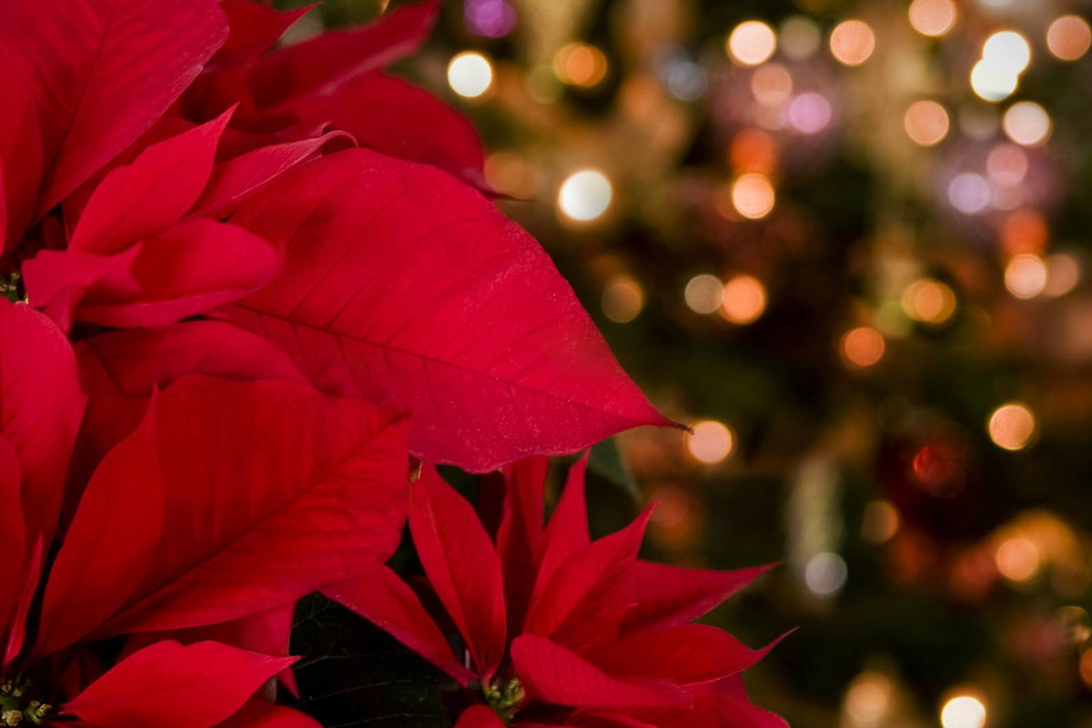 wiazda betlejemska przyciąga pieniądze i pomnaża szczęście