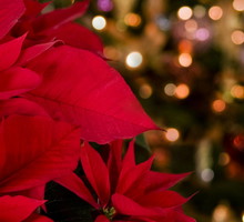 wiazda betlejemska przyciąga pieniądze i pomnaża szczęście