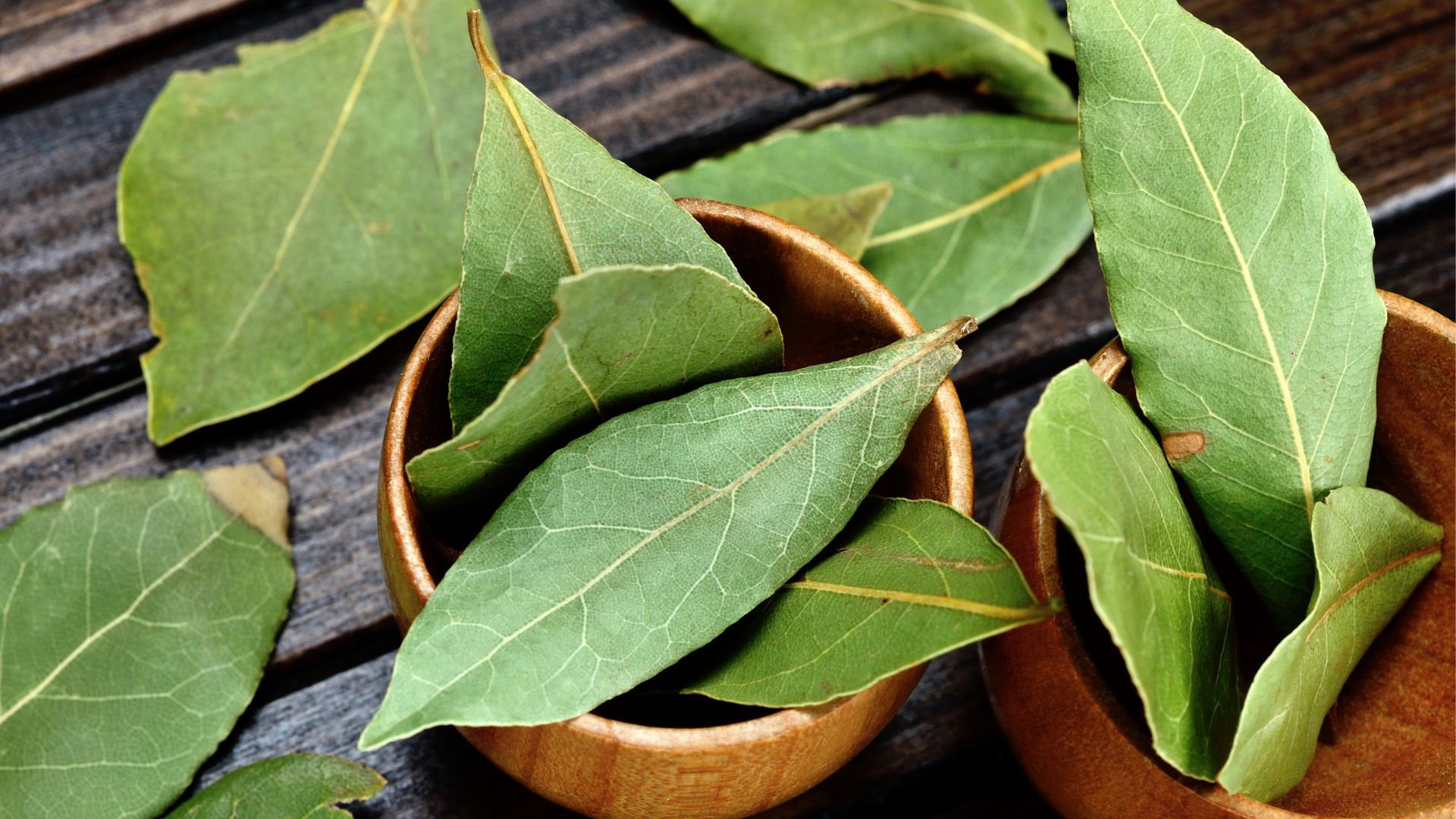 liść laurowy przesądy