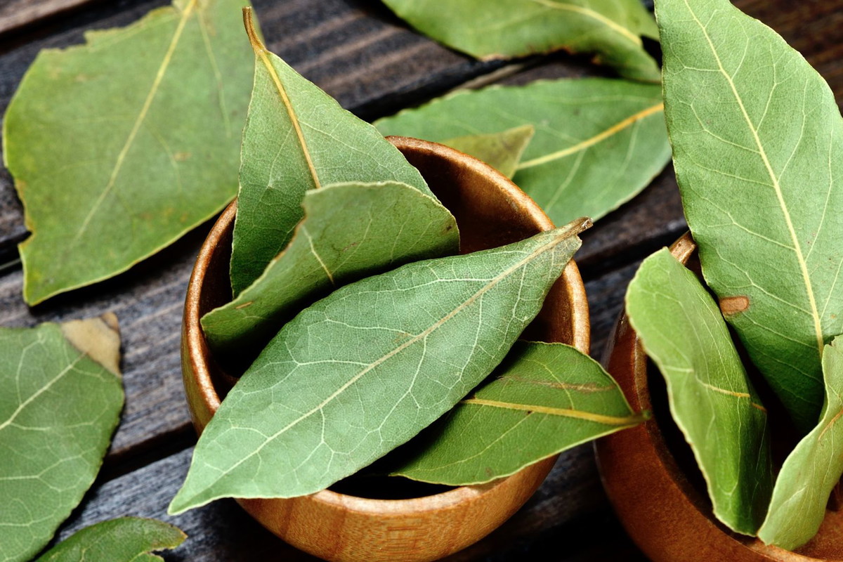 liść laurowy przesądy