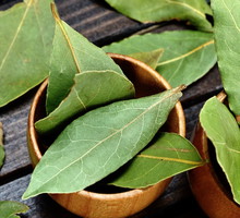 liść laurowy przesądy