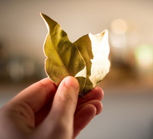 Liść laurowy w andrzejki czyni cuda w miłości. Dodaj go do znanej wróżby