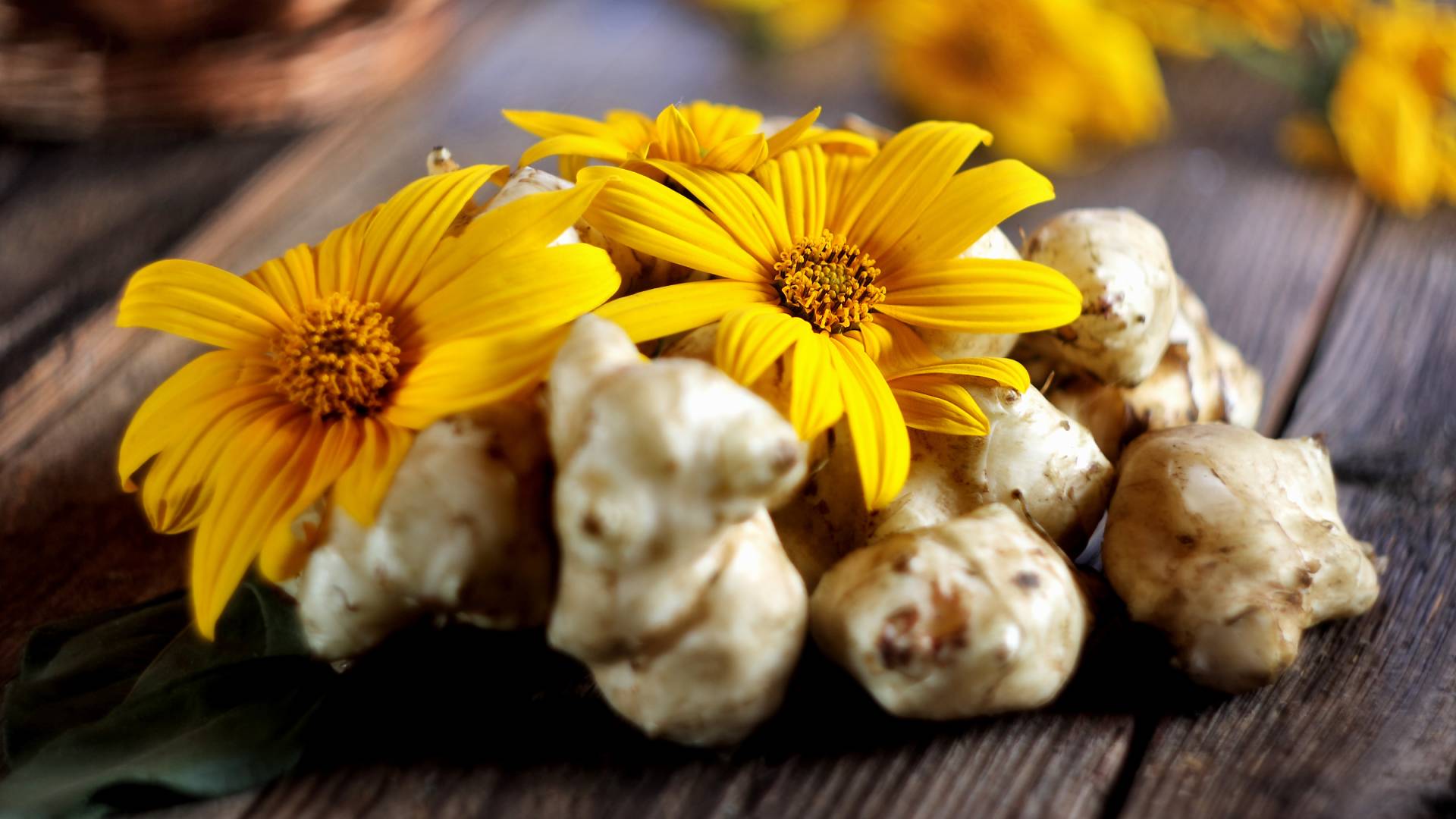 „Słonecznik bulwiasty” przyciąga szczęści