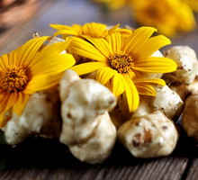 „Słonecznik bulwiasty” przyciąga szczęści