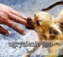 Sennik ugryzienie psa