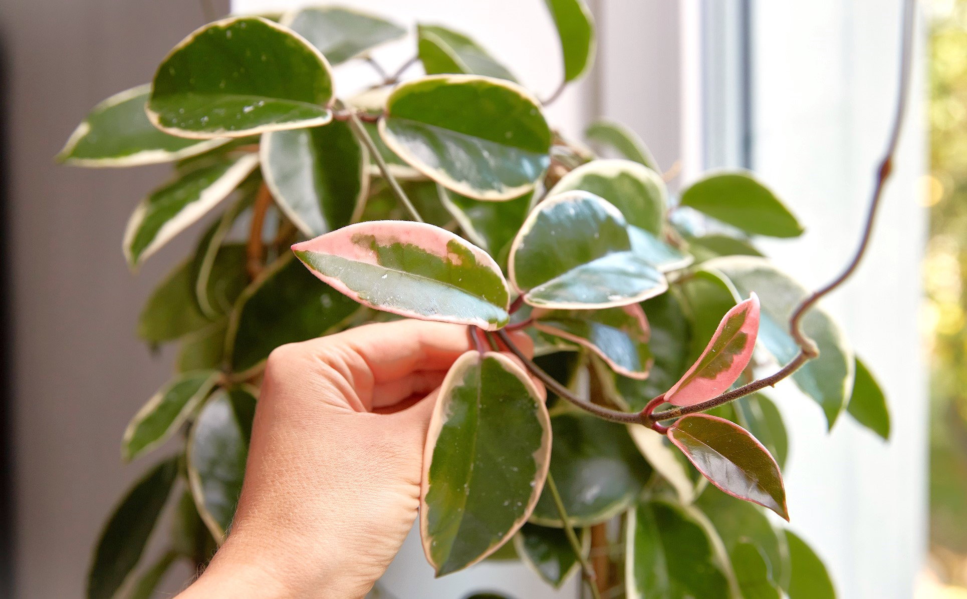 Ta roślina wyciąga pieniądze z domu. Pozbądź się jej jak najszybciej