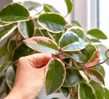 Ta roślina wyciąga pieniądze z domu. Pozbądź się jej jak najszybciej