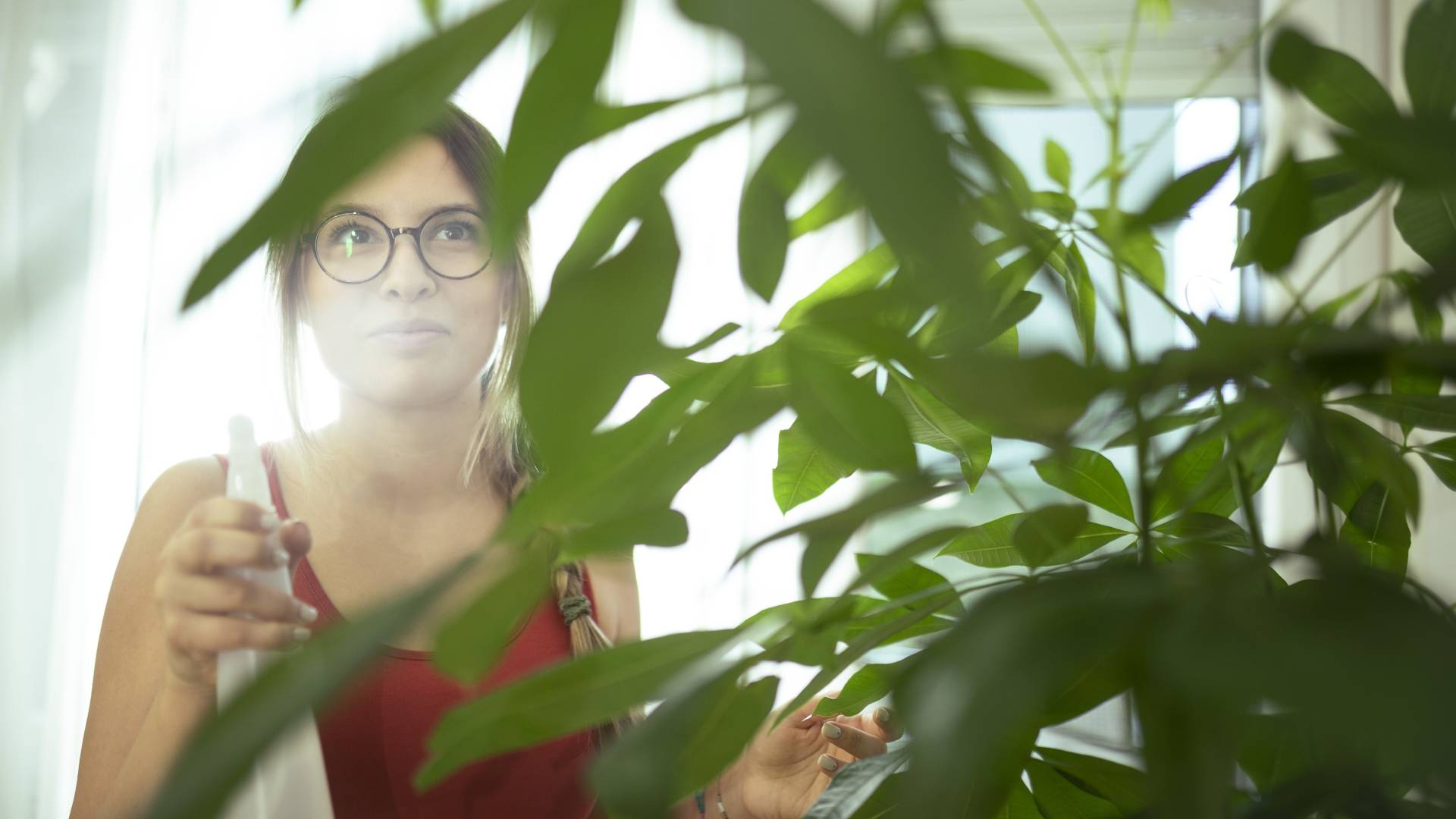 Pachira wodna przyciąga dostatek i zapewnia harmonię