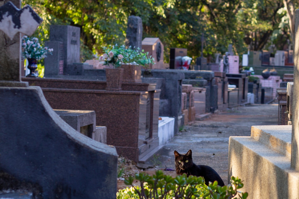 Czarny kot na cmentarzu