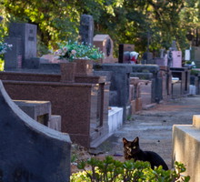 Czarny kot na cmentarzu