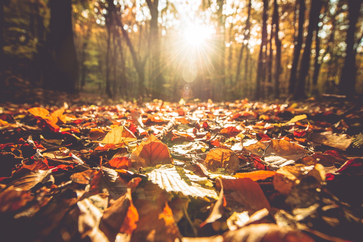 Uważaj, gdy widzisz liść dębu spadający z drzewa. To złowieszczy znak, że ktoś chce ci zagrozić