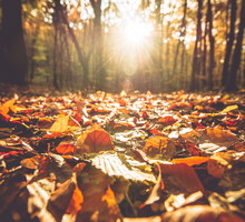Uważaj, gdy widzisz liść dębu spadający z drzewa. To złowieszczy znak, że ktoś chce ci zagrozić