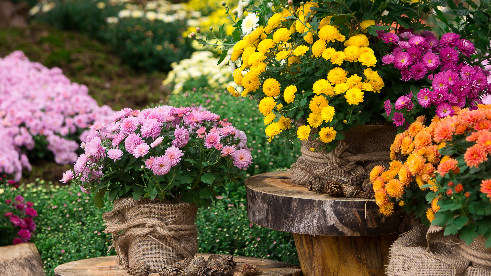 Chryzantemy przynoszą szczęście