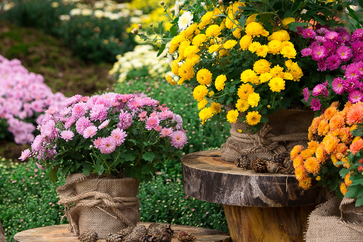 Chryzantemy przynoszą szczęście