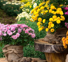 Chryzantemy przynoszą szczęście