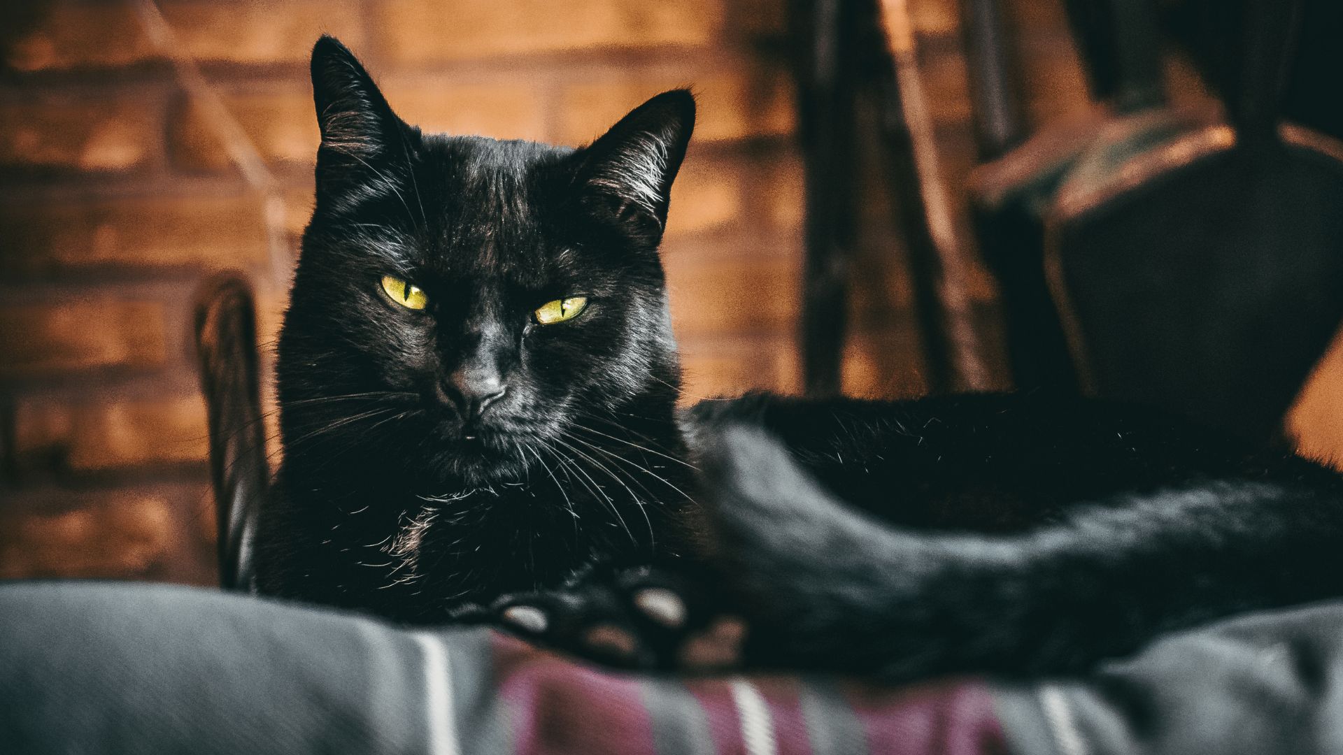 czy koty widzą duchy