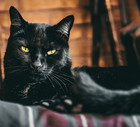 czy koty widzą duchy