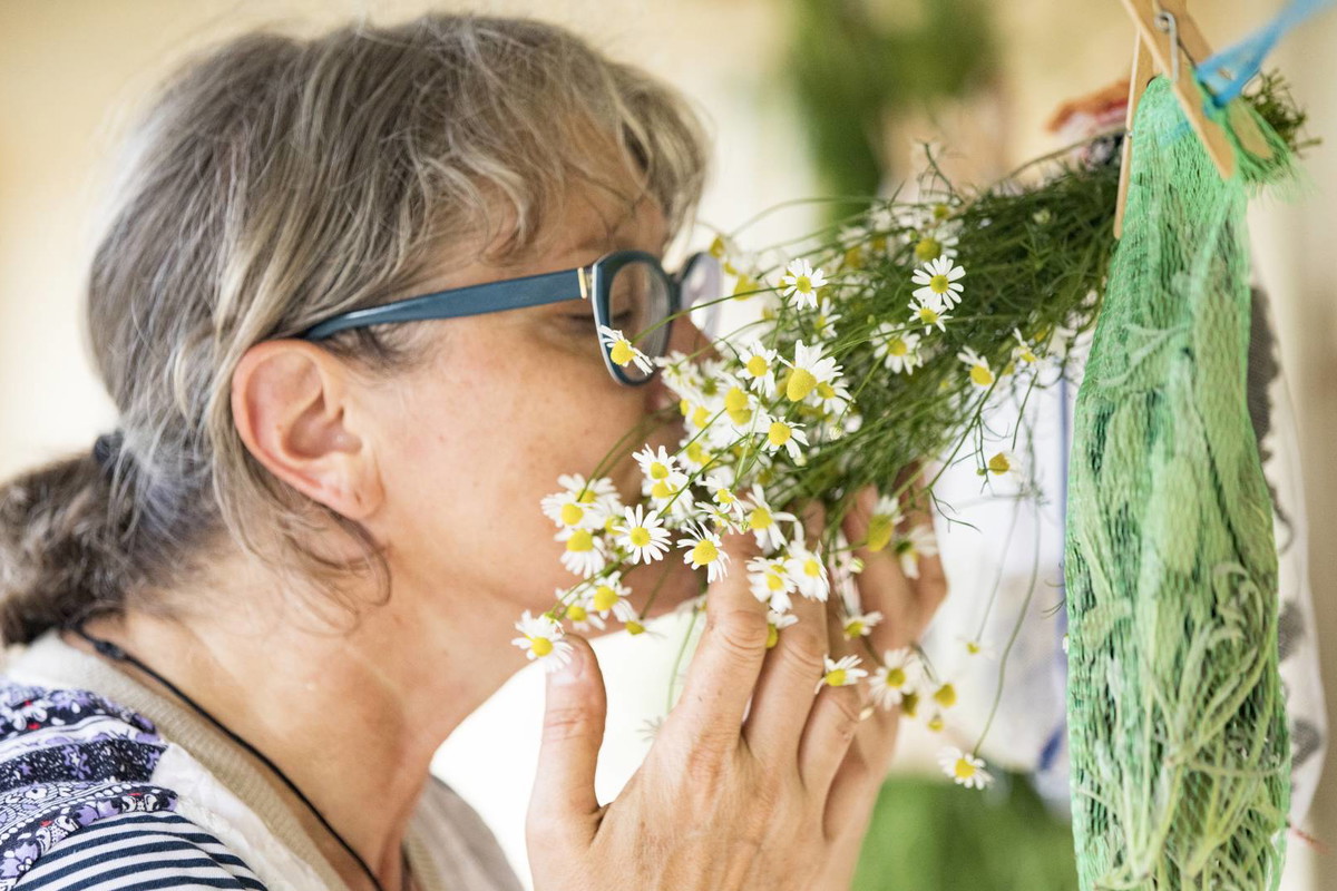 Rumianek na pokój w rodzinie działa cuda. Ma też inne, dobre właściwości GettyImages kmatija