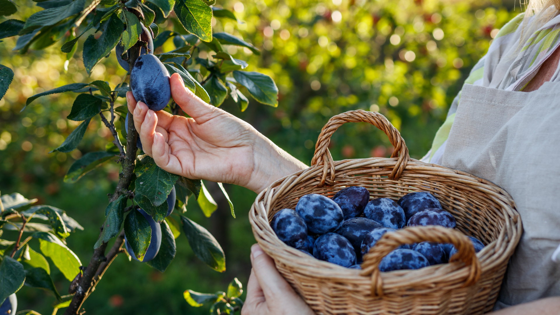 Rytuał ze śliwkami na pieniądze. Zrób 1 rzecz, a Fortuna będzie ci sprzyjać
