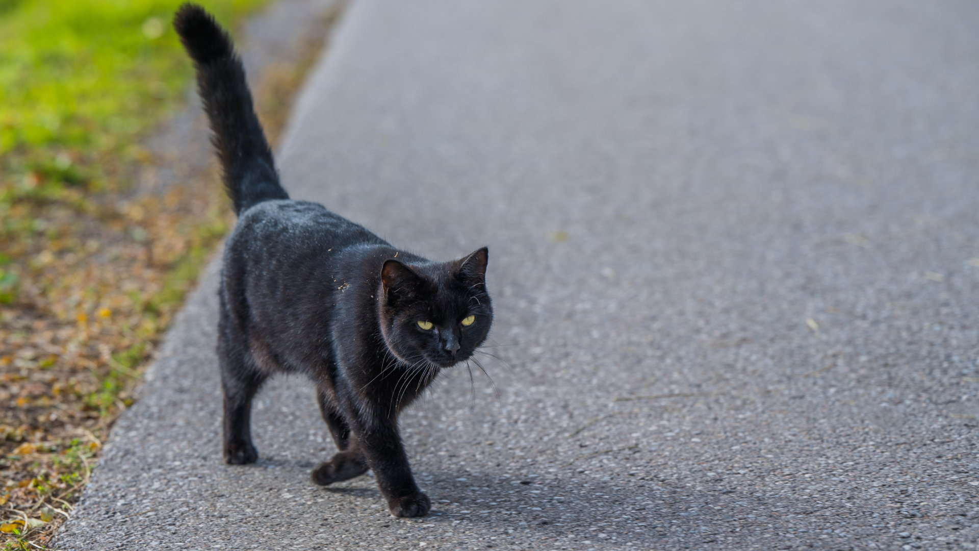 Co zrobić, gdy czarny kot przebiegnie drogę? Nie zatrzymuj się, jest prostszy sposób na zdjęcie klątwy
