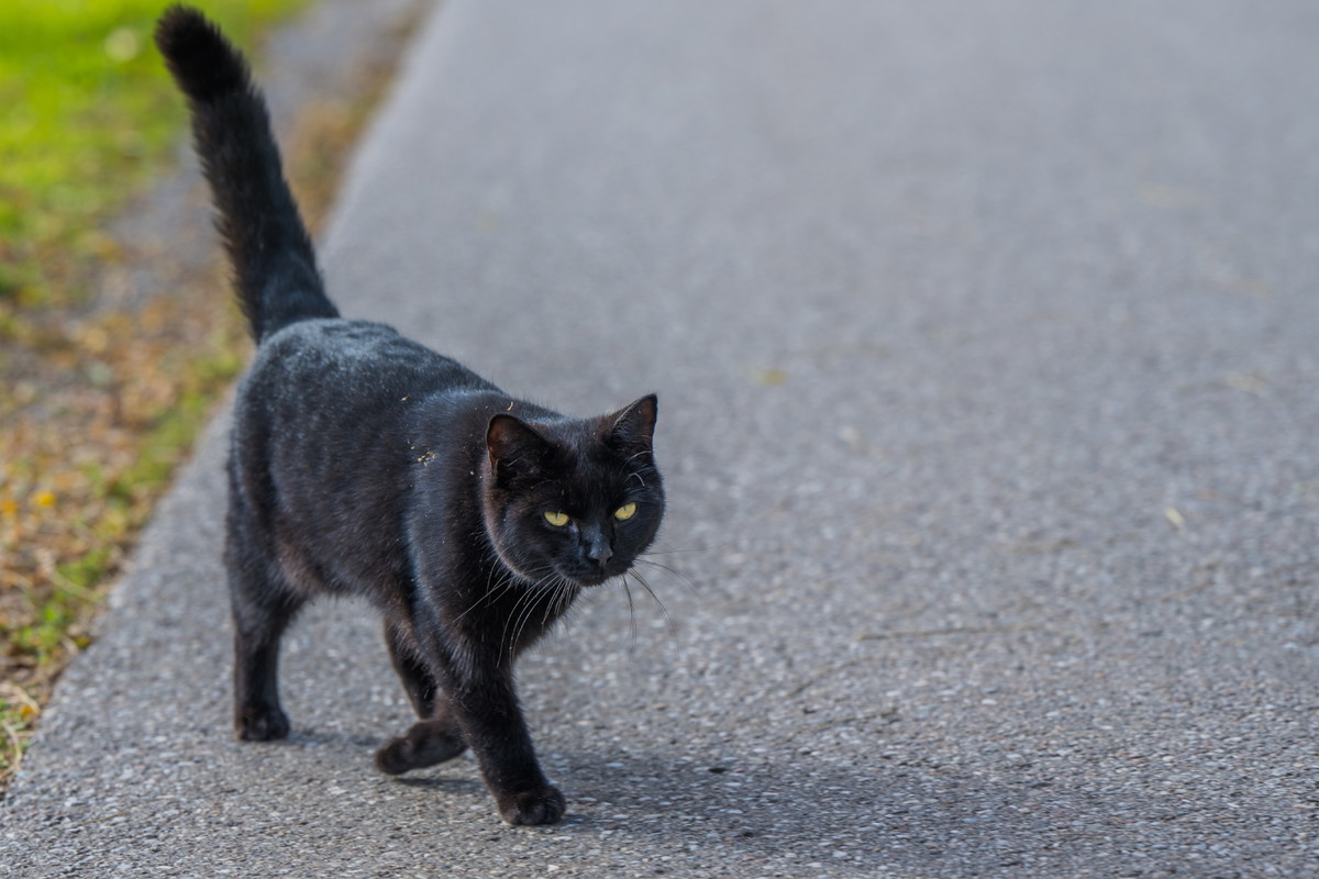 Co zrobić, gdy czarny kot przebiegnie drogę? Nie zatrzymuj się, jest prostszy sposób na zdjęcie klątwy