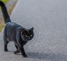 Co zrobić, gdy czarny kot przebiegnie drogę? Nie zatrzymuj się, jest prostszy sposób na zdjęcie klątwy