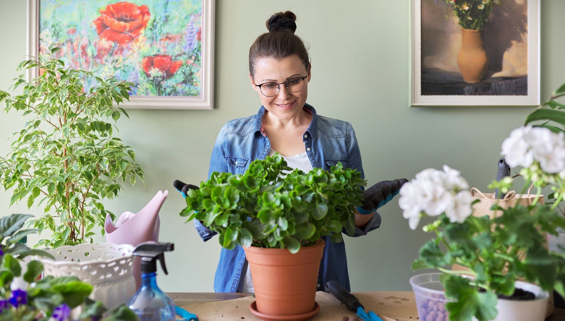 Kalanchoe przywraca życiową energię i przyciąga szczęście