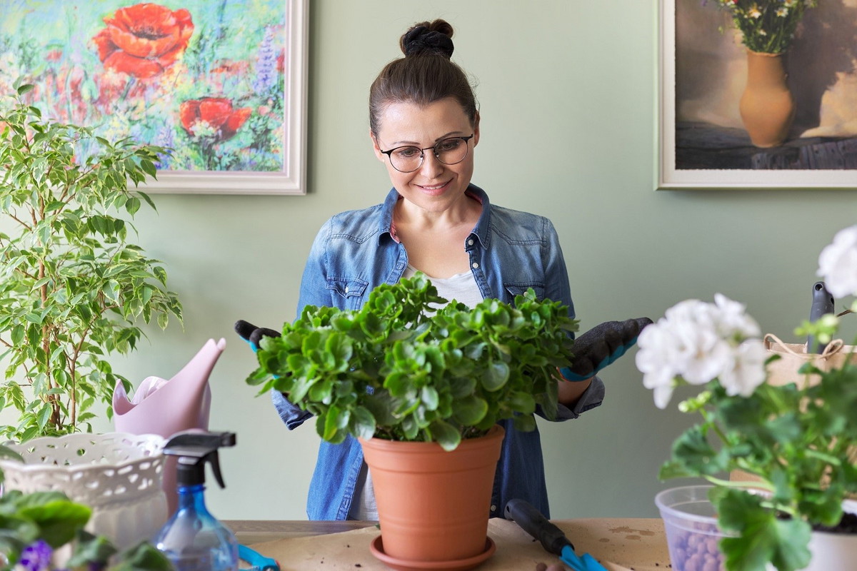 Kalanchoe przywraca życiową energię i przyciąga szczęście