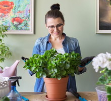 Kalanchoe przywraca życiową energię i przyciąga szczęście