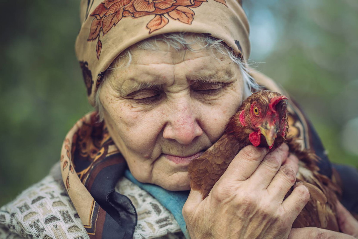 Łowicki kogucik przyciąga pieniądze i obfitość. Jest 1 sposób, by aktywować jego magiczne właściwości GettyImages ArtMarie