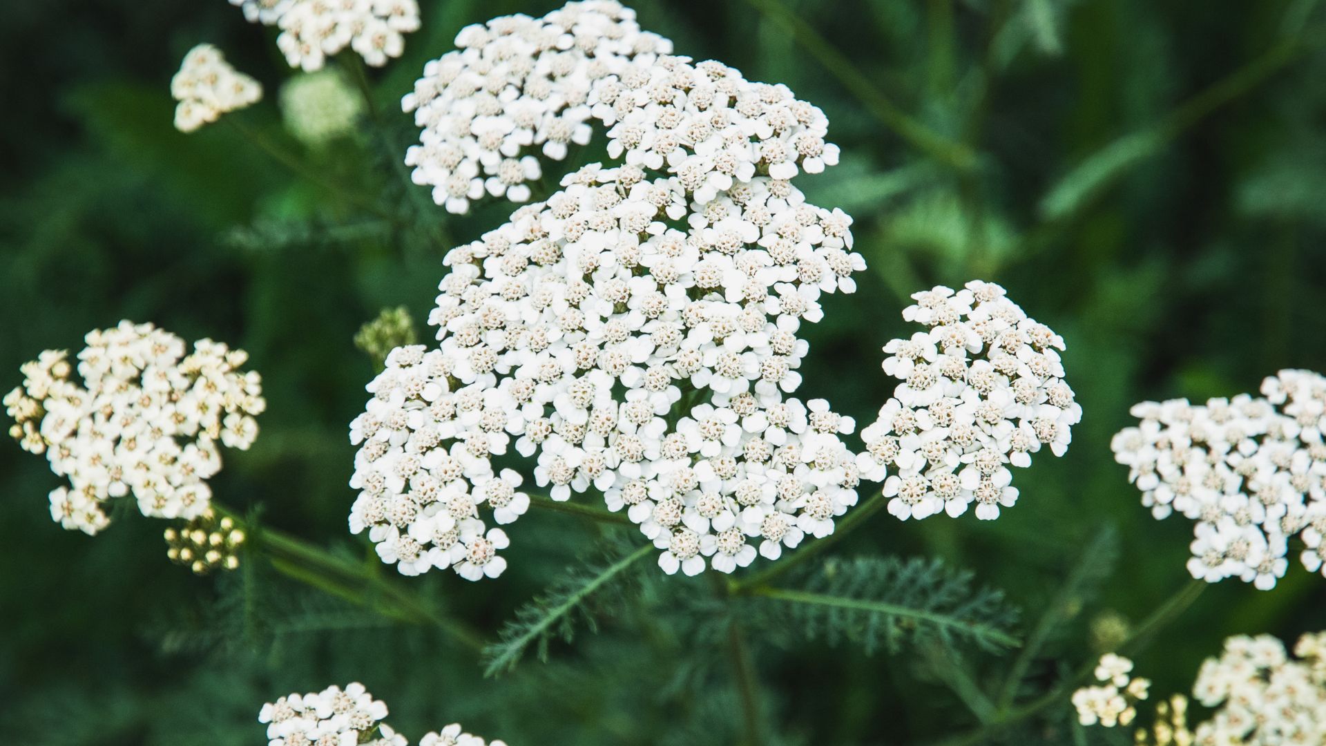 krwawnik właściwości magiczne